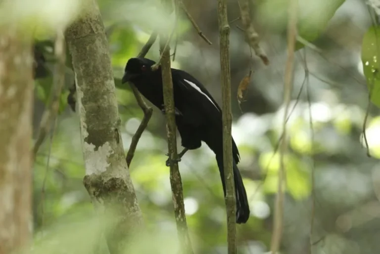 black-headed-bulbul-pycnonotus-atriceps-bird-malaysia