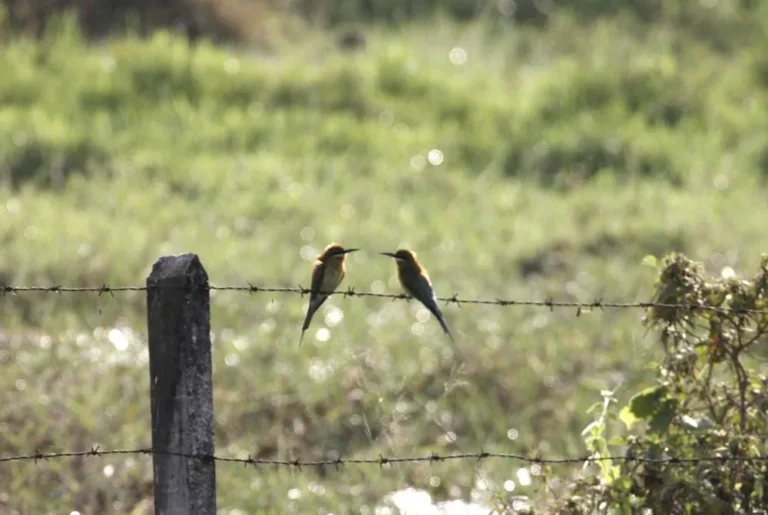 blue-tailed-bee-eater-merops-philippinus-bird-malaysia