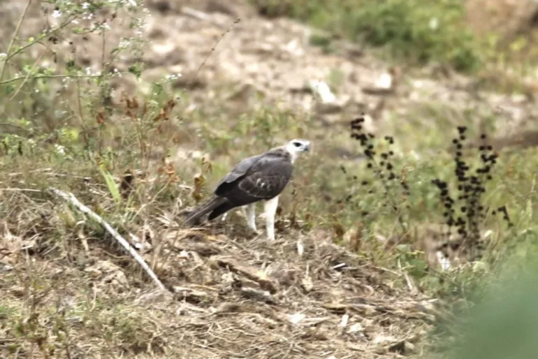 changeable-hawk-eagle-nisaetus-cirrhatus-bird-malaysia