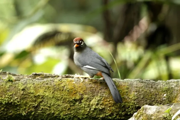 chestnut-capped-laughingthrush-pterorhinus-mitratus-bird-malaysia