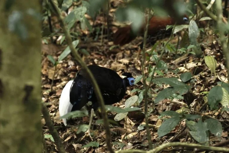 crested-fireback-lophura-ignita-bird-malaysia