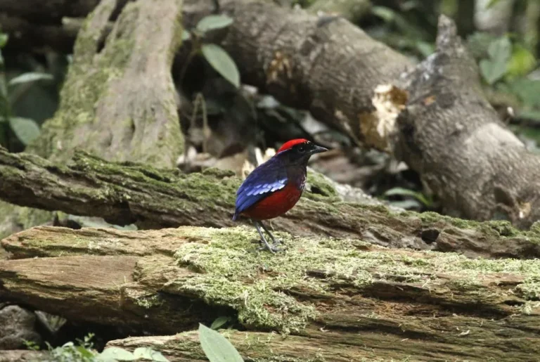 garnet-pitta-erythropitta-granatina-bird-malaysia
