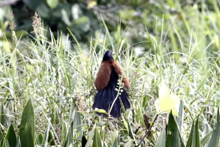 greater-coucal-centropus-sinensis-bird-malaysia