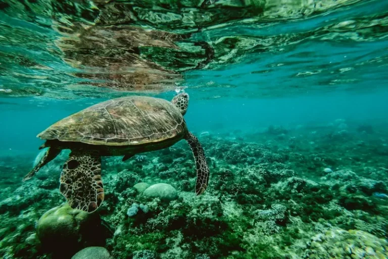 green-sea-turtle-nesting-selingan-island