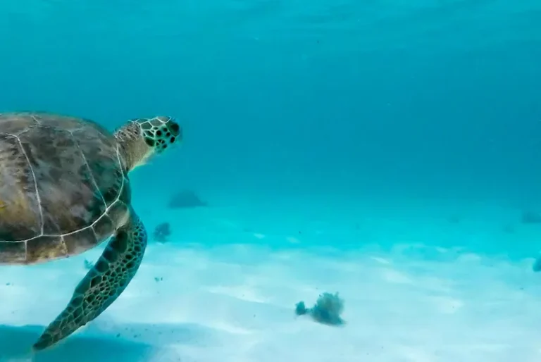 green-turtle-swimming-clean-water