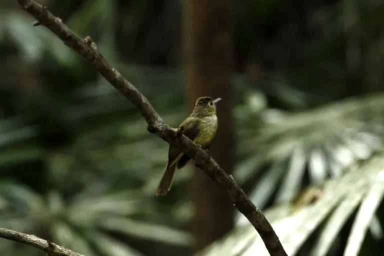 hairy-backed-bulbul-tricholestes-criniger-bird-malaysia