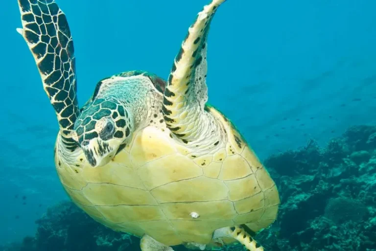 hawksbill-turtle-sandakan-borneo