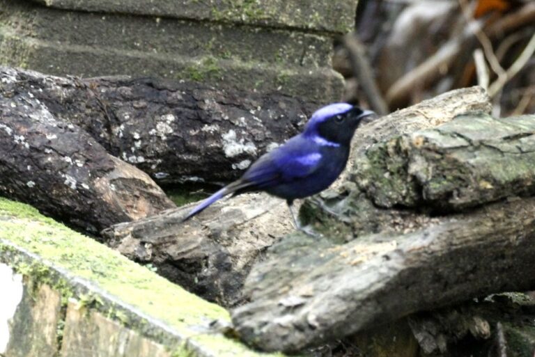 large-niltava-niltava-grandis-bird-malaysia