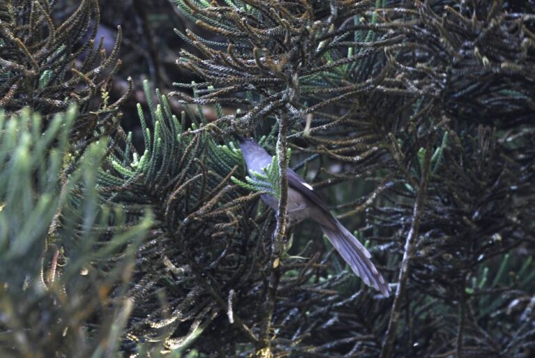 long-tailed-sibia-heterophasia-picaoides-bird-malaysia