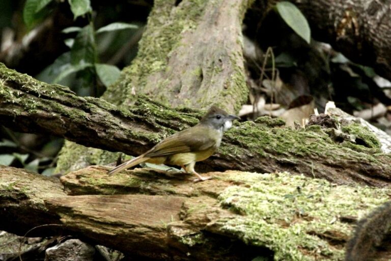 ochraceous-bulbul-alophoixus-ochraceus-bird-malaysia