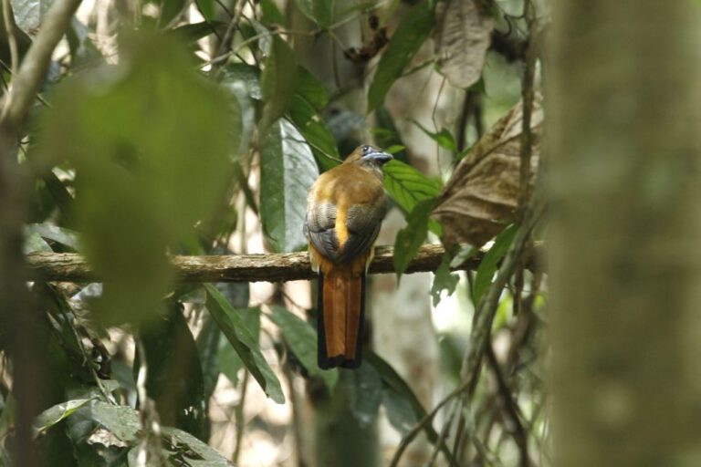 orange-breasted-trogon-harpactes-oreskios-bird-malaysia
