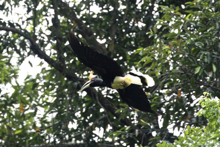 rhinoceros-hornbill-buceros-rhinoceros-bird-malaysia