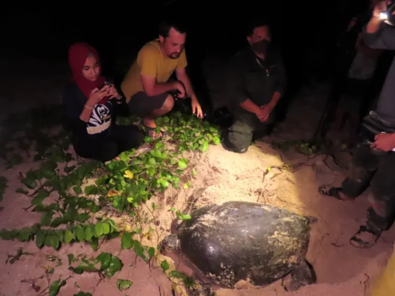 sea-turtle-hatchery-station-selingan