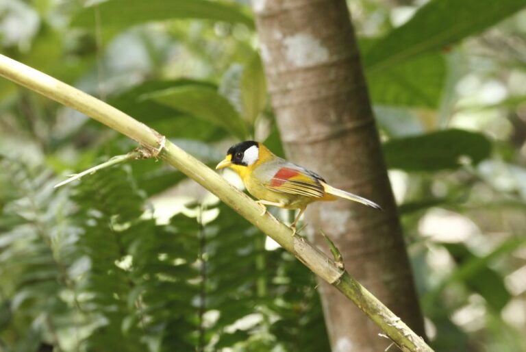 silver-eared-mesia-leiothrix-argentauris-bird-malaysia