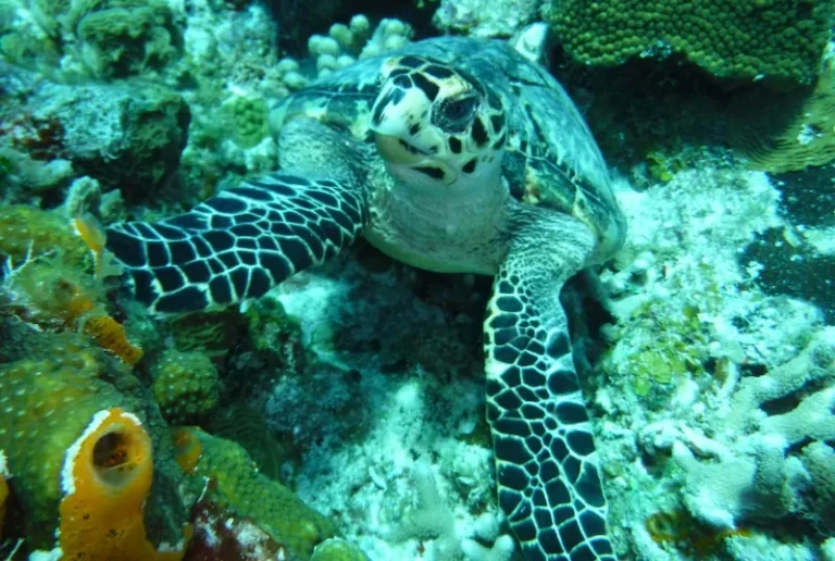 snorkeling-marine-park-selingan-island