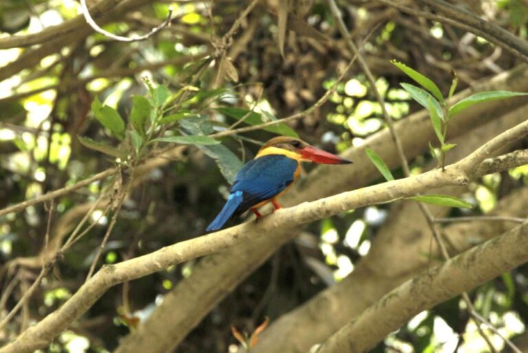 stork-billed-kingfisher-pelargopsis-capensis-bird-malaysia
