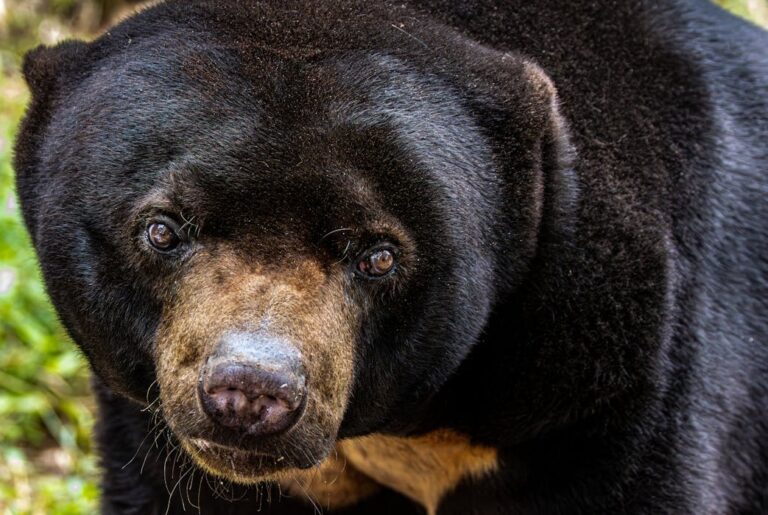 sun-bear-tawau-borneo