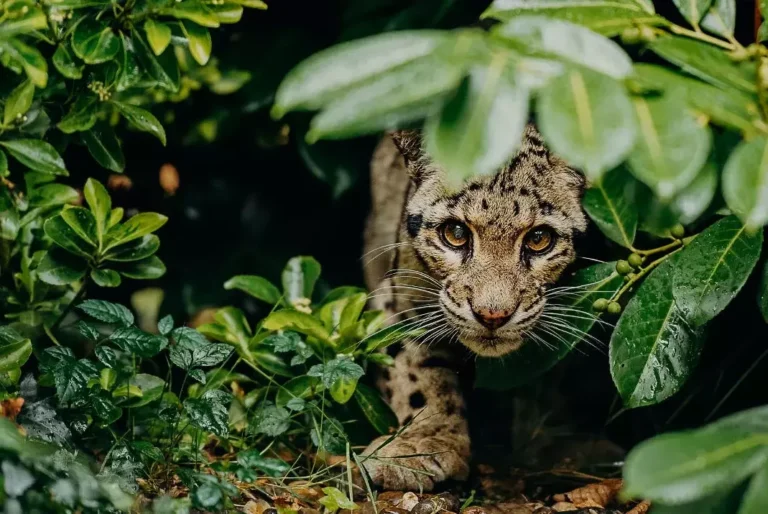 sunda-clouded-leopard-beluran-borneo