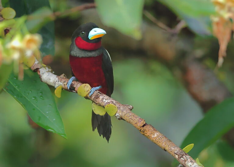 Black-and-red Broadbill 1 Malaysia 7th April 2026- zoomed topaz