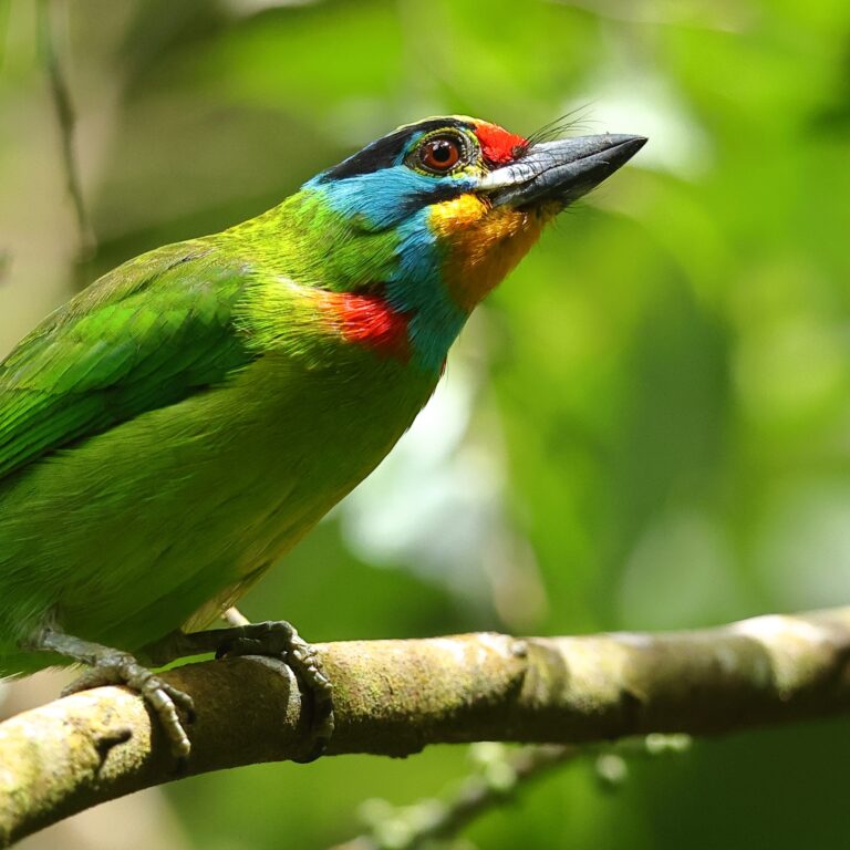 Black-browed Barbet 3 Malaysia 10th April 2026