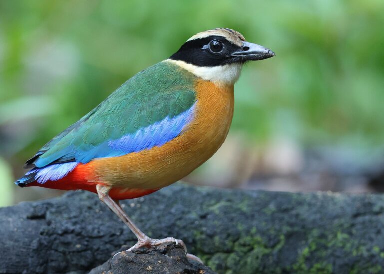 Blue-winged Pitta 11 Malaysia 11th April 2026