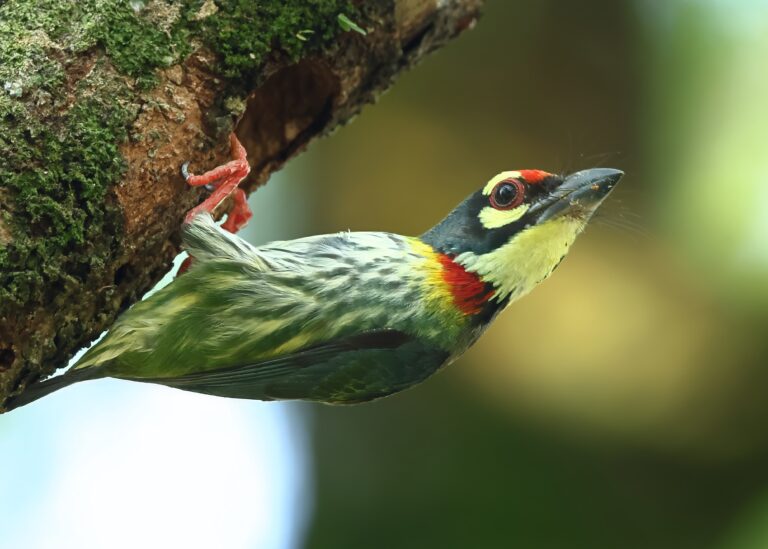 Coppersmith Barbet 7 Malaysia 9th April 2026- zoomed topaz