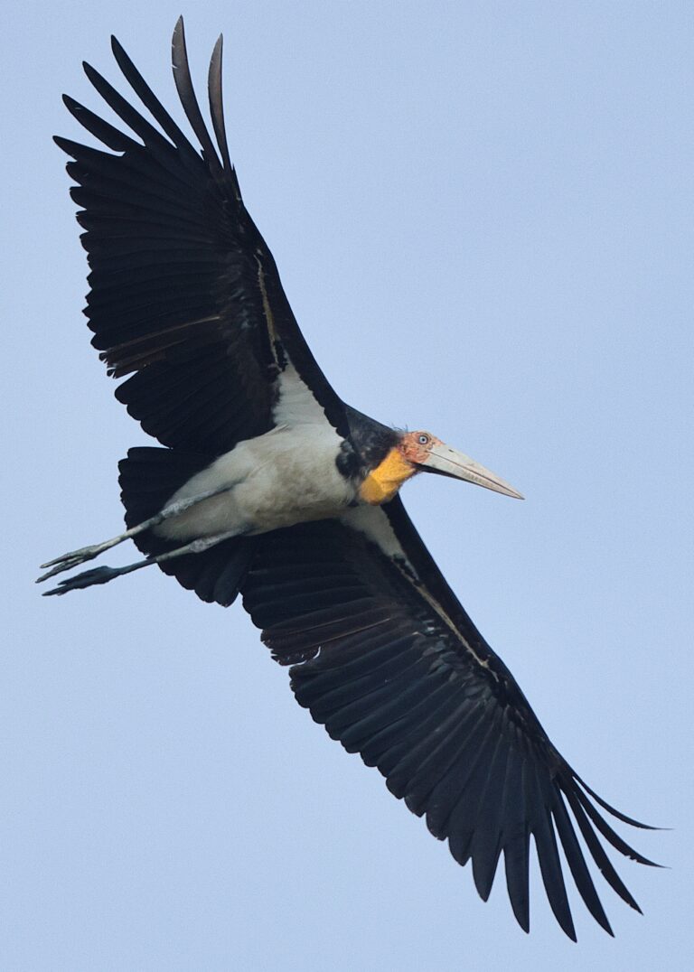 Lesser Adjutant Malaysia 30th March 2026