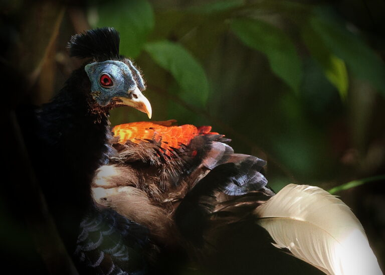 Malayan Crested Fireback 19 Malaysia 4th April 2026