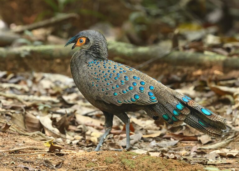 Malayan Peacock-Pheasant 7 Malaysia 6th April 2026- zoomed topaz
