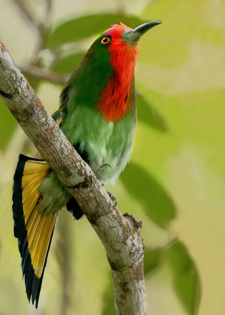 Red-bearded Bee-eater 9a Malaysia 10th April 2026- zoomed topaz- zoomed topaz