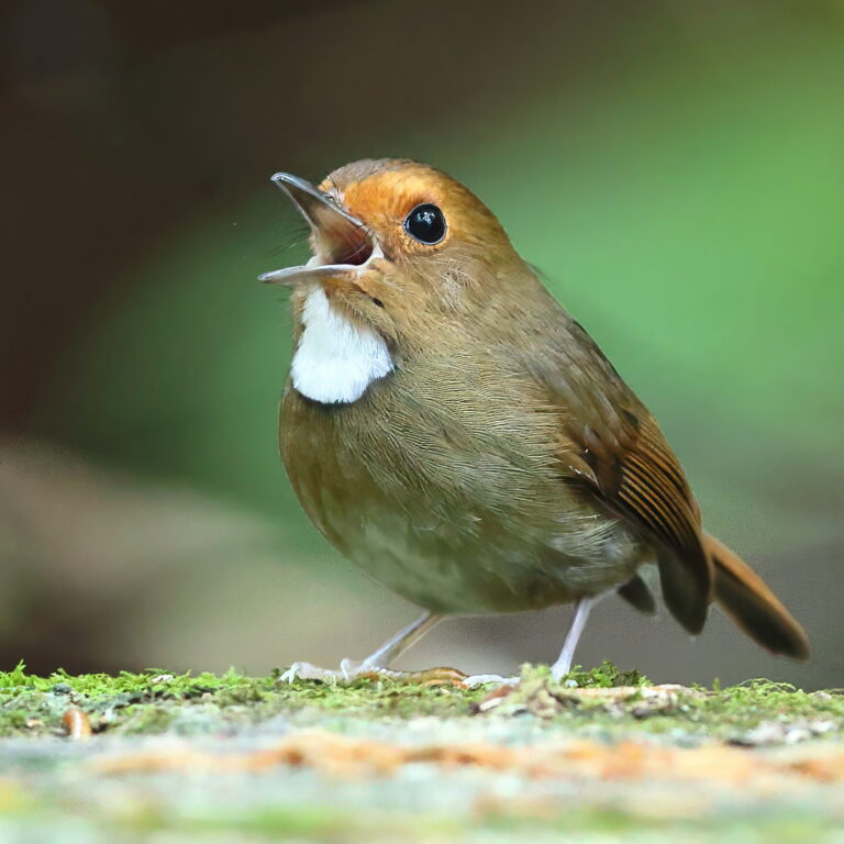 Rufous-browed Flycatcher 2a Malaysia 3rd April 2026- zoomed topaz