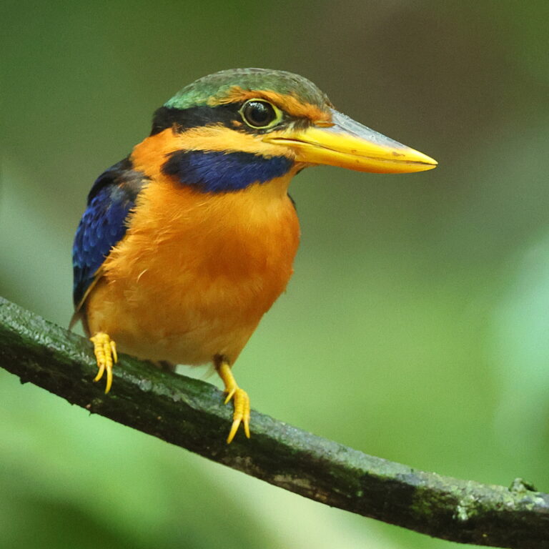 Rufous-collared Kingfisher 4a Malaysia 9th April 2026