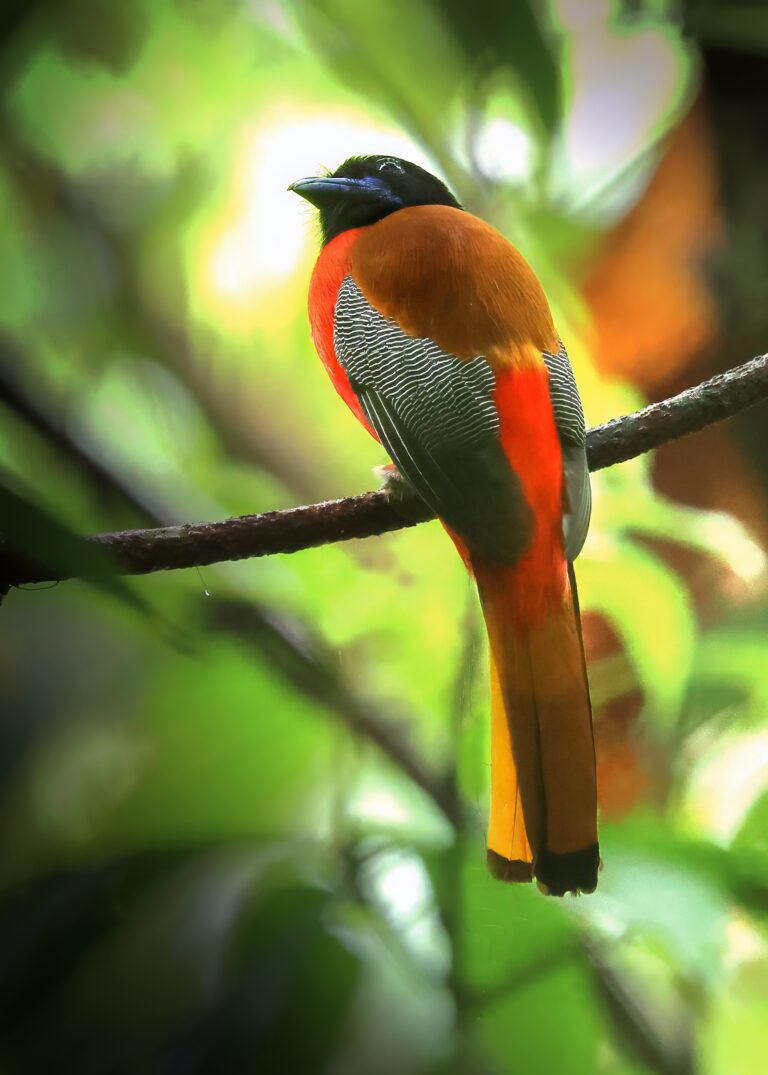 Scarlet-rumped Trogon 4 Malaysia 5th April 2026- zoomed topaz