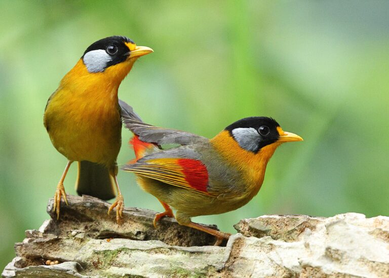 Silver-eared Mesia 2 Malaysia 31st March 2026
