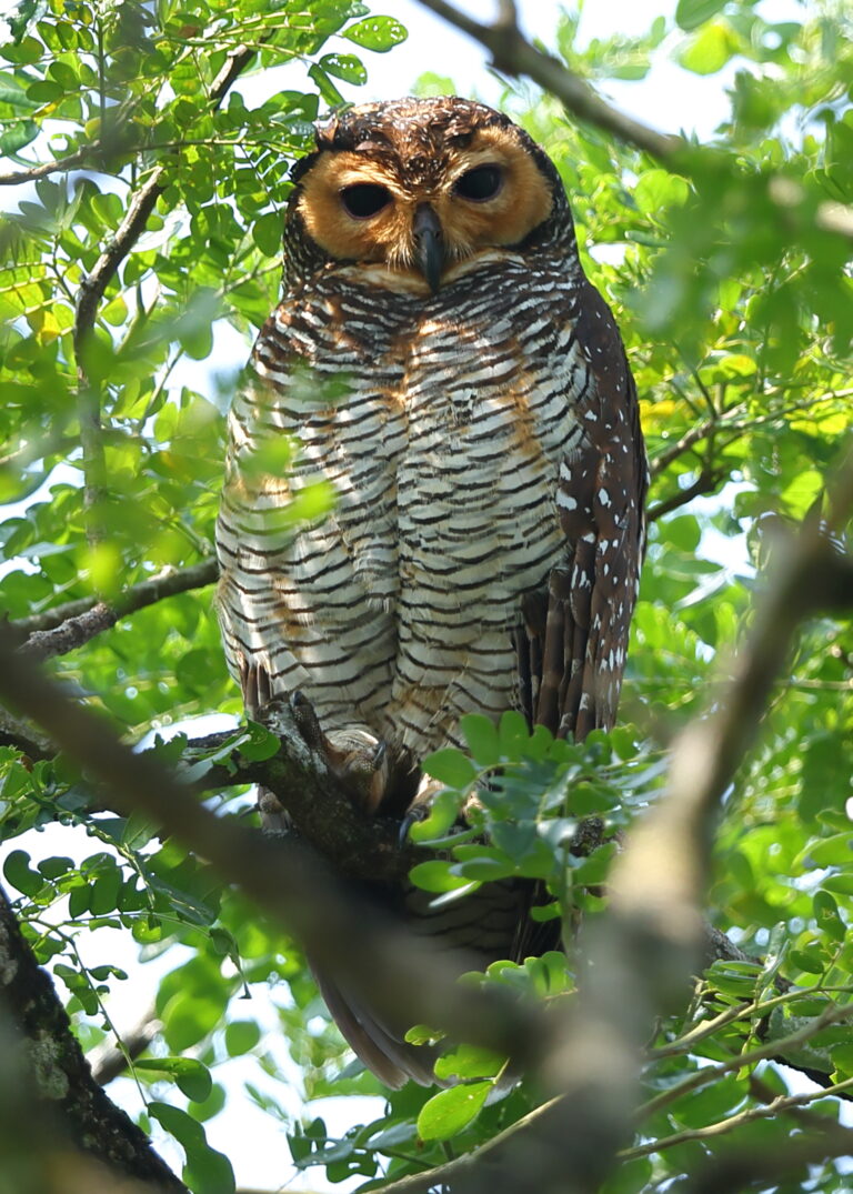 Spotted Wood Owl Malaysia 9th April 2026