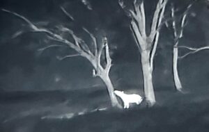 Read more about the article Trip report : A Tapir, a Change of Hide and a Forest Full of Surprises