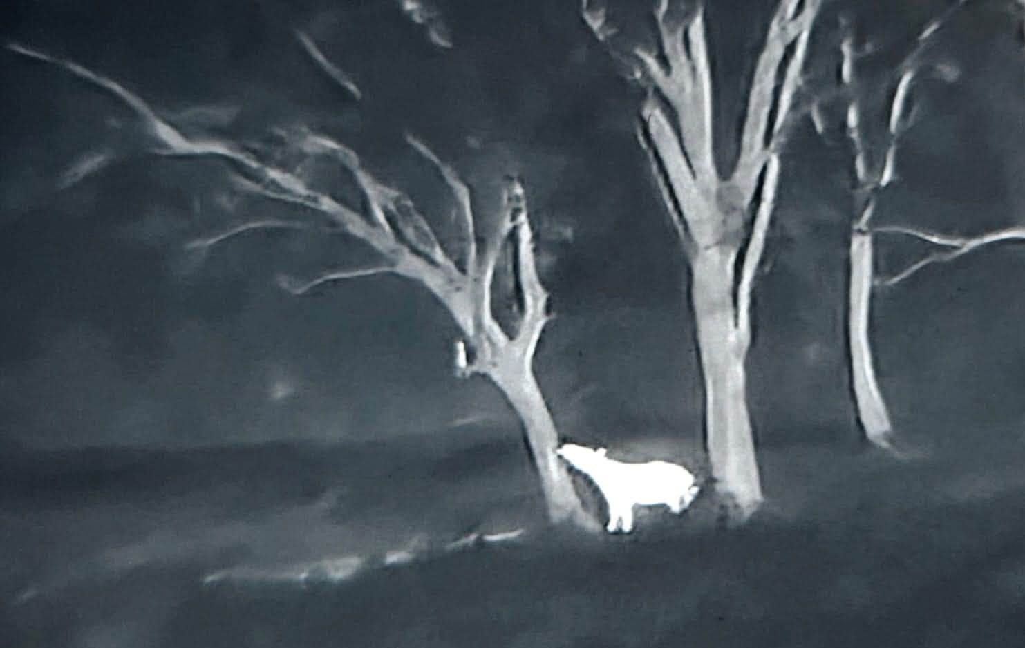 Read more about the article Trip report : A Tapir, a Change of Hide and a Forest Full of Surprises